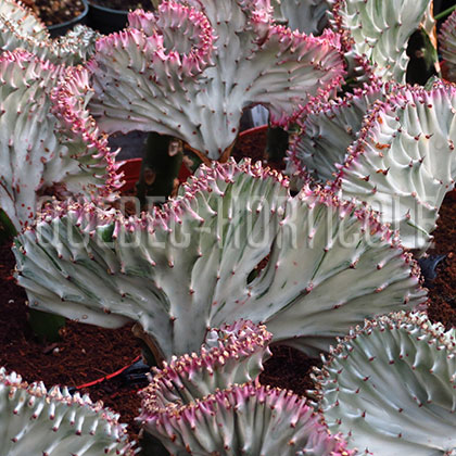 image de Euphorbia lactea 