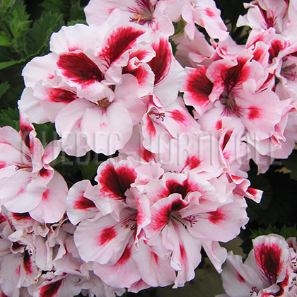 image de Pelargonium Raspberry Swirl