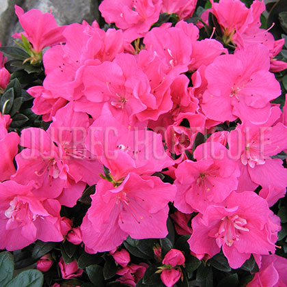 image de Rhododendron simsii 