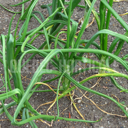 image de Allium  cepa Sherman
