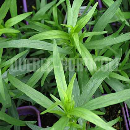 image de Artemisia dracunculus sativa 
