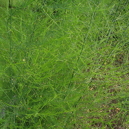 image de Asparagus officinalis 