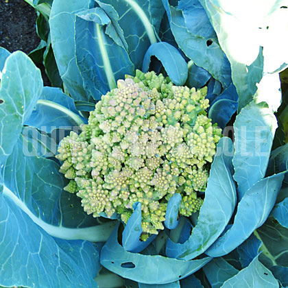 image de Brassica oleracea Romanesco