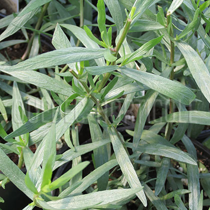 image de Artemisia dracunculus dracunculoides 