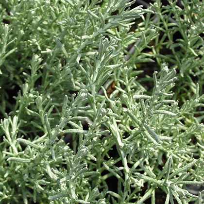 image de Helichrysum italicum 