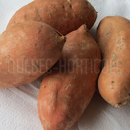 image de Ipomoea batatas 