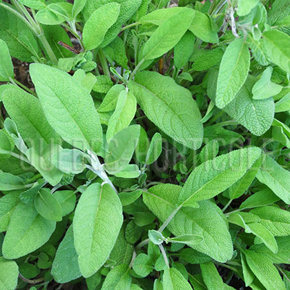 image de Salvia officinalis 