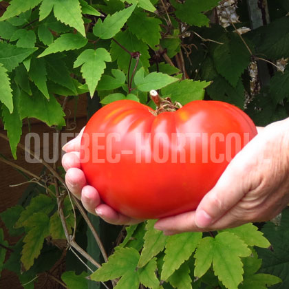 image de Solanum Big Beef