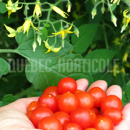 image de Solanum Bonbon Rouge