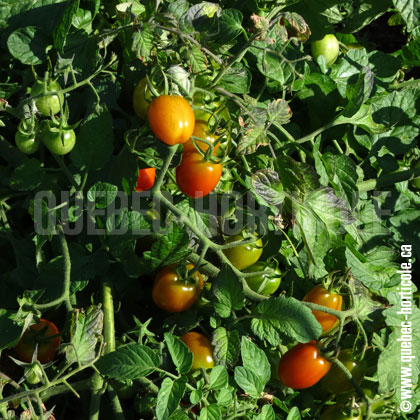 image de Solanum lycopersicum Fantastico