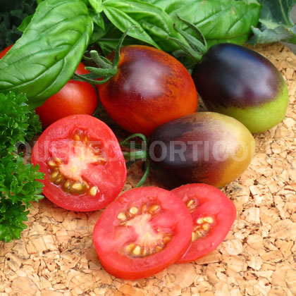 image de Solanum lycopersicum Indigo Ruby