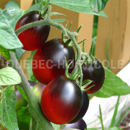 image de Solanum lycopersicum Indigo Ruby