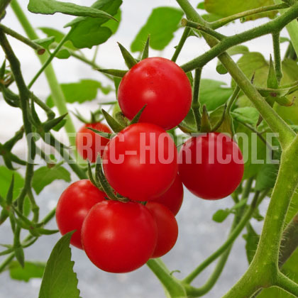 image de Solanum lycopersicum Jasper