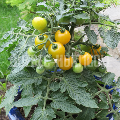 image de Solanum Sweet N' Neat