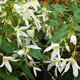 image de Begonia boliviensis