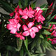 image de Nerium oleander