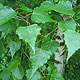 image de Betula populifolia