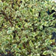 image de Betula nigra