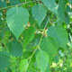 image de Betula alleghaniensis