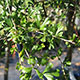 image de Halimodendron halodendron (sur tige)