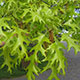 image de Quercus coccinea