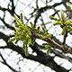 image de Quercus macrocarpa