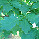 image de Quercus robur