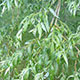 image de Salix alba