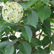 image de Sorbus alnifolia
