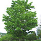 image de Acer saccharum