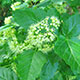 image de Acer tataricum subsp. ginnala