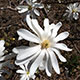 image de Magnolia stellata