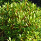 image de Rhododendron