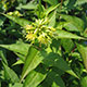 image de Diervilla sessilifolia