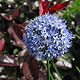image de Allium caeruleum
