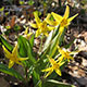 image de Erythronium americanum subsp. americanum