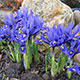 image de Iris reticulata