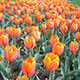 image de Tulipa hybride