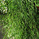 image de Agrostis stolonifera