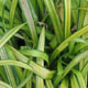 image de Carex