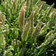 image de Lamarckia aurea