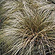 image de Carex comans