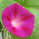 image de Ipomoea tricolor rose