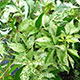 image de Parthenocissus quinquefolia