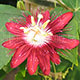 image de Passiflora