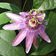 image de Passiflora hybride