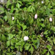 image de Anemone quinquefolia