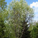 image de Prunus pensylvanica
