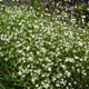 image de Stellaria longifolia
