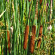 image de Typha angustifolia